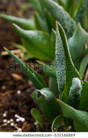 Tulip leaves in the frost