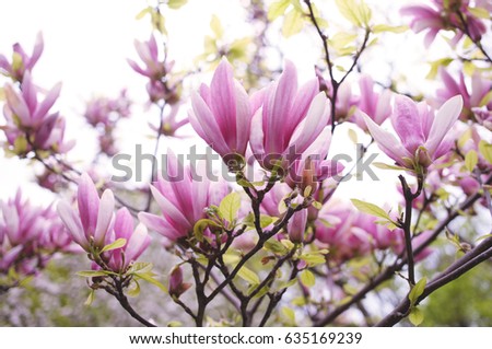 Magnolia, spring flowers background, beautiful garden. Keep calm.
