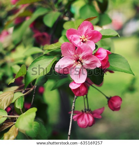  Spring flowers background, apple blossom, beautiful garden