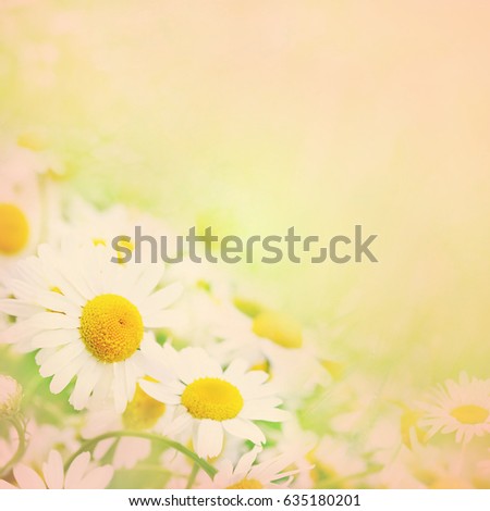 Summer blossoming daisies, chamomiles on meadow, selective focus, shallow DOF, toned, light bokeh background, pastel and soft flower card