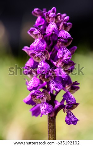 Spring purple flower in mountain.  Orchid militaris. A species of orchid native to Europe