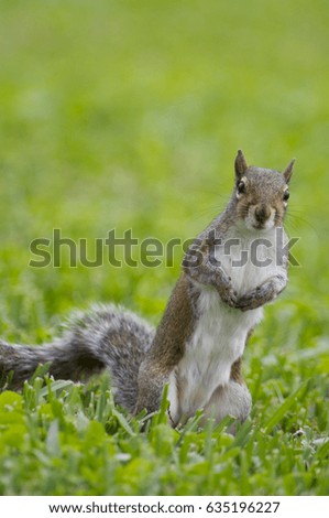 Eastern Gray Squirrel in green grass