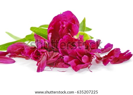 Red peony petals on a white background.