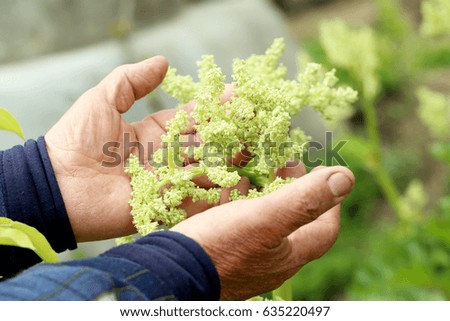 Old male hands holding green plants, close up