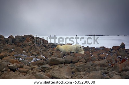 White bear is located on remains of equipment of Ziegler expedition to North pole which is 110 years. Male bear lying on belly like man (landlord). Rudolf Island. Franz Joseph Land
