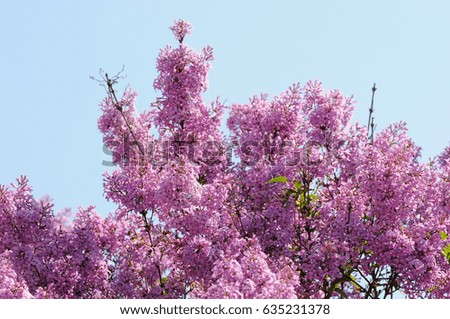 Purple lilac bush blooming in spring day.