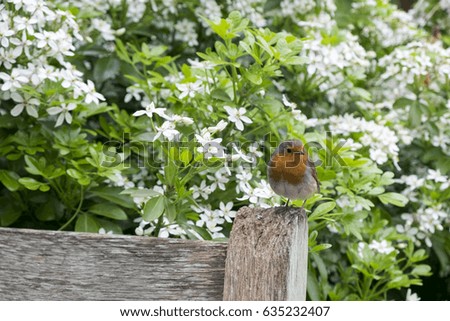 Britains most favourite bird the humble Robin pictured in a garden scene