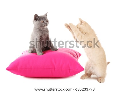 Ginger and grey kitten with pillow isolated on a white