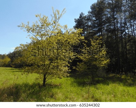 photo of spring landscape background forest in the European part of Germany as the source for design, advertising, posters, decorating
