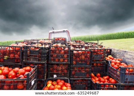 tractor charged with crates filled by red tomatoes to transport them to market Royalty-Free Stock Photo #635249687