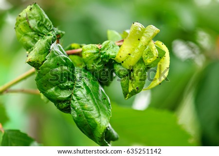 Fruit tree leaves are damaged by insects. The leaves were damaged with the help of ants, insect eggs, insect larvae and other pests of plants. 
Dry, twisted leaves.