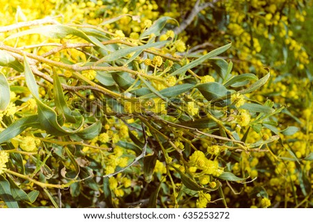 Mimosa natural yellow branch, closeup view joyful image