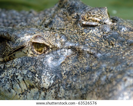 full frame picture showing huge saltwaer crocodile head and eye, thailand , asia