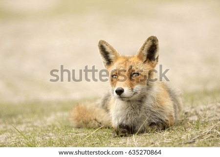 Red Fox Lying on the Grass