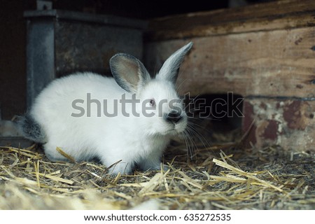Rabbit content agriculture
