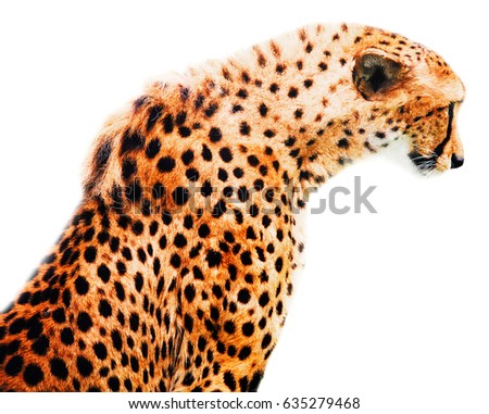 Cheetah big wild cat with bright splashes isolated on a white background