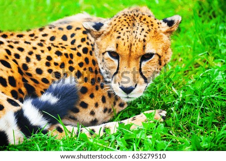 Cheetah big wild cat with bright spots lying on lush green grass