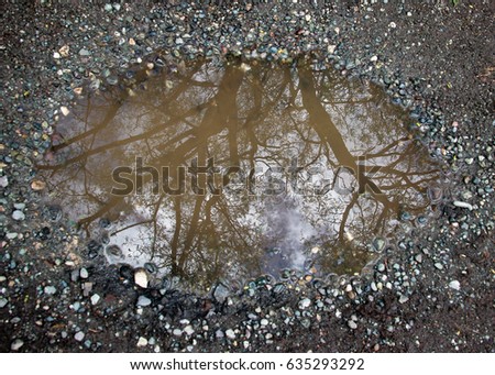 tree reflected in a puddle
