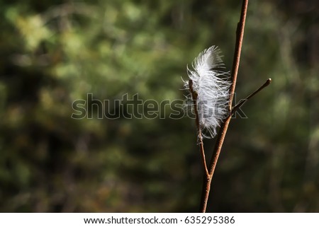 Gray, light, featherless feather not branch