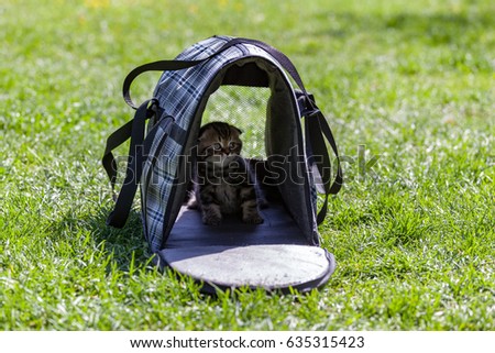 Close-up view of soft portable pet carrier with a purebred Scottish Fold kitten inside at the blurred background of the green meadow Royalty-Free Stock Photo #635315423