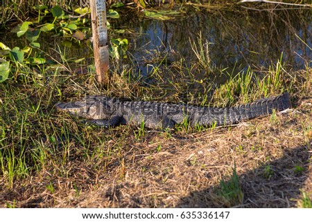 Wild Alligator laying on a sun on a green grass close to the river at beautiful sunny day with blue sky. Everglades National Park. Miami. Florida. USA