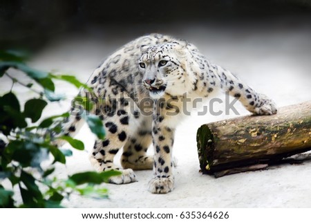 majestic snow leopards with spotted fur