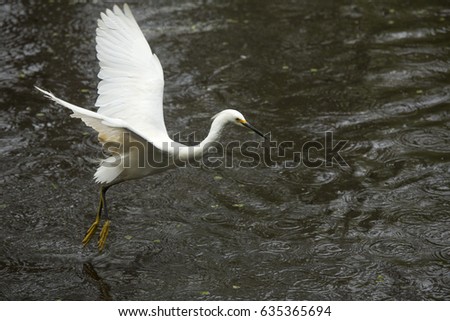 Snowy egret, Egretta thula, flying low over a pond, dragging its feet in the water at Corkscrew Swamp in the Florida Everglades.