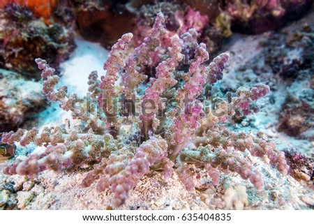 Tropical fishes and colorful coral reef, marine life in Malapascua, the Philippines.
