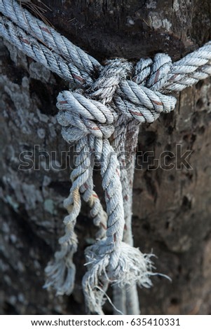 white Rope with knot around tree trunk.