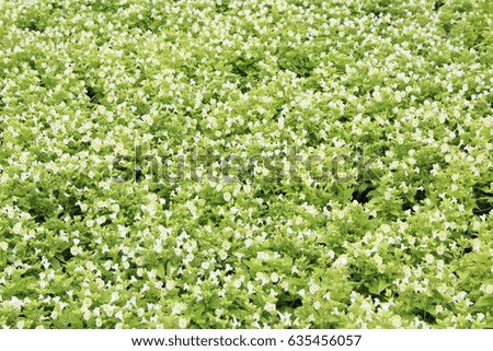 Green background from plants and flowers