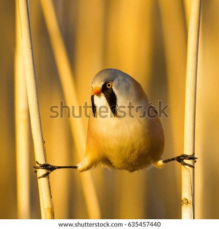 Bearded funny bird. Yellow reeds background. 