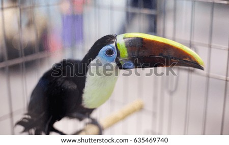 bird toucan in birdcage