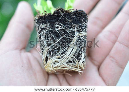hand carry morning glory 
 Royalty-Free Stock Photo #635475779