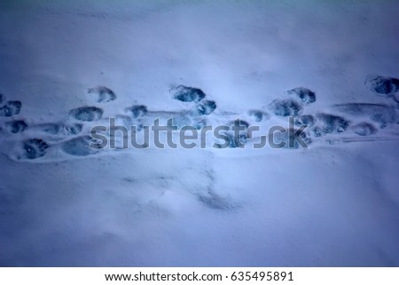 Traces life of polar bear near the North pole (87 degrees North latitude). Bear female with two cubs trodden path of paw print,	"polar night" at perpetual day.