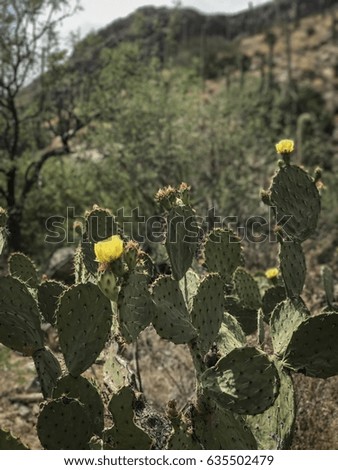 Desert Landscape - At Pima Canyon Trail  in -Tucson, Arizona 