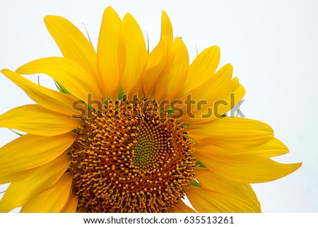 Closeup of golden yellow sunflower