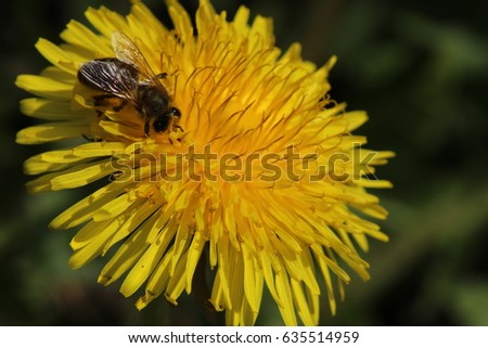 Dandelion with bee