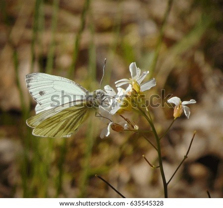 macro photo with the background of the spring landscape with flower and butterfly with white wings as the source for design, decorating, posters, prints, photos shop