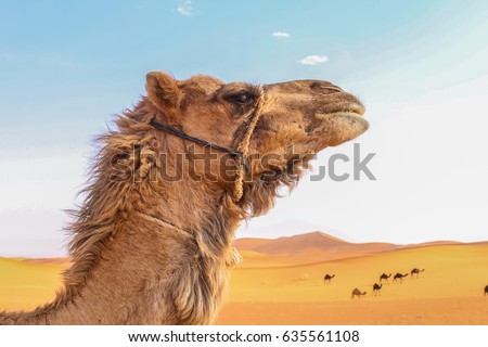 A camel  head and several camels 