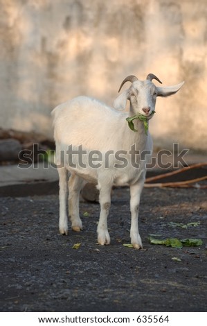 Just a goat