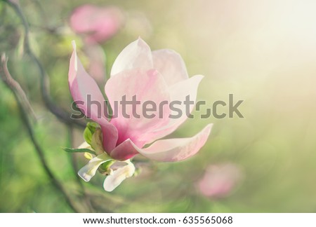 Flower Magnolia flowering against a background of flowers.