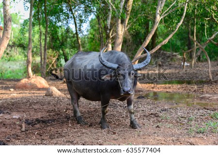 thailand  buffalo