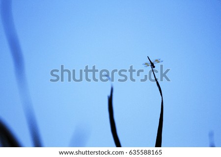 dragonfly light and shadow landscape
