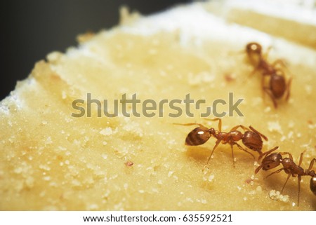 A macro shot of red imported fire ants eating peanut butter 