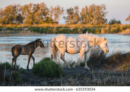  Foal and its mother, Camargue horses in the swamps 