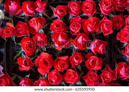 Many of red roses