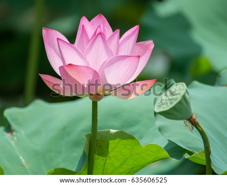 waterlily or lotus flower in water,Symbol of purity. 
