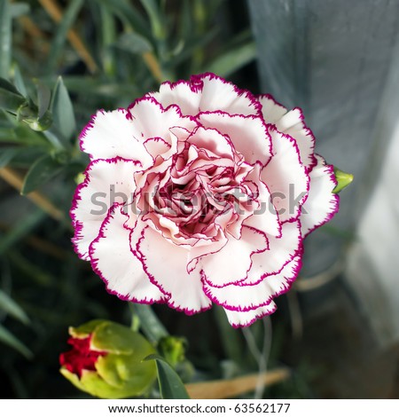 Single white purple carnation  flower, red bud of focus