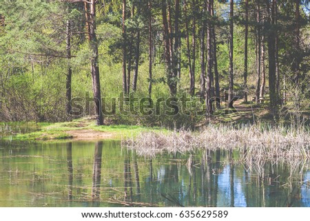 Small lake in the forest during sunny day