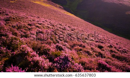 Beautiful summer landscape of Blooming violet heather flowers in Pentland Hills, Edinburgh, Scotland, Europe.